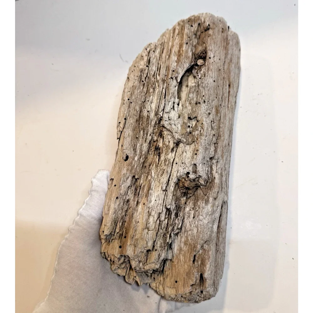 California Coast Natural Driftwood for Crafts, Decor White Rustic 11x4” 1.35